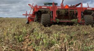 Six-row harvested potatoes and placed in rows to be picked up by harvester at Under the Hill Farms from a minimal tillage field during the 2020 growing season